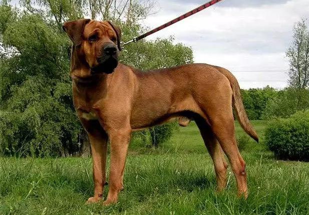 狗狗十大禁养犬,十种危险至极的狗狗