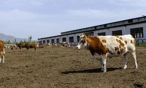 养牛的10大忠告全文,养牛的10个忠告怎么写