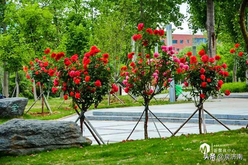 楂樻牎椋庨噰绯诲垪,楂樻牎椋庨噰灞曠ず瑙嗛