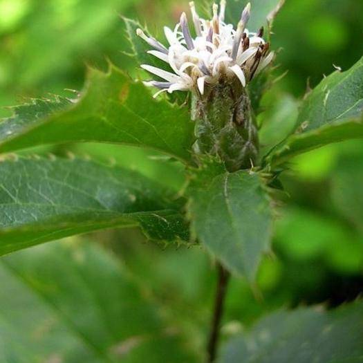 北苍术防止根腐病用啥药,苍术根腐病立枯病特效药