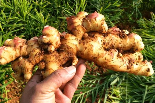 澳洲生姜今日价格,澳大利亚生姜价格