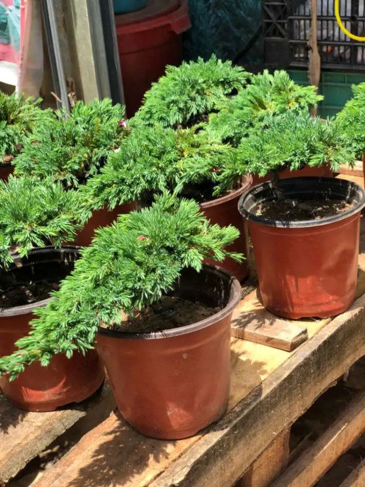 盆景地柏叶片怎么造型,造型盆景怎么养护