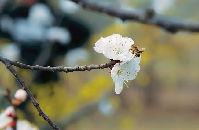 北京戒台寺郊野公园,北京燕山东岭郊野公园
