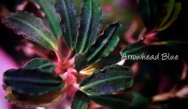 卡佩特k5辣椒榕为什么这么贵,辣椒榕k5为什么贵