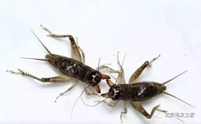 鑰佸寳浜殑楦h櫕鏈夊灏戠,鑰佸寳浜汉鐜╃殑鍥涘ぇ楦h櫕