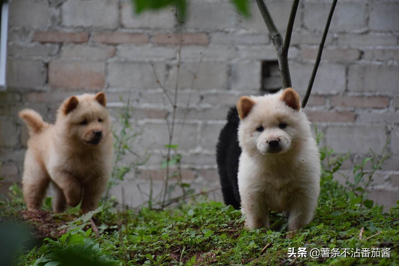 犬文化,犬类科普知识大全