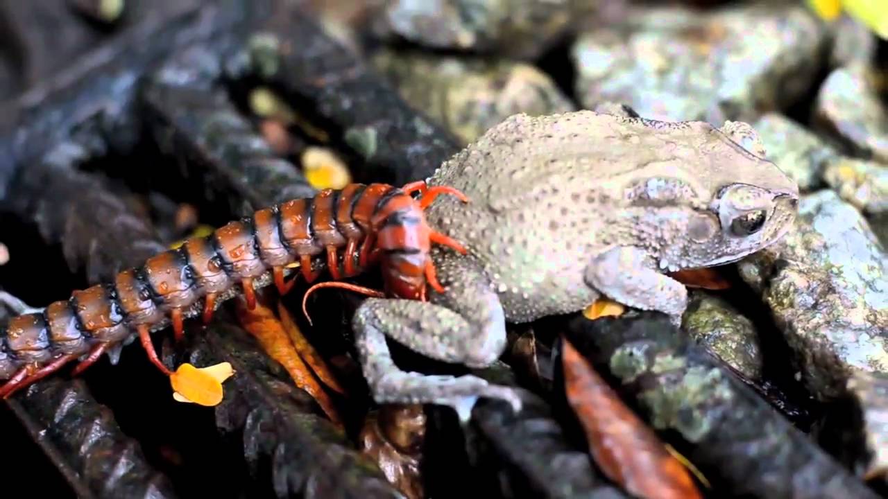 云南虫谷不死虫怎么死的,霍氏不死虫怎么产生的