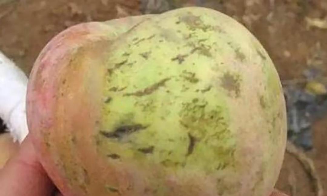 苹果园主要病害的诊断与防治实用技术|苹果缺钙症