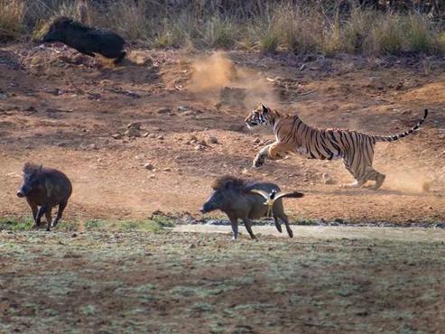 四川通江县野猪泛滥打野猪,巴中通江县野猪泛滥