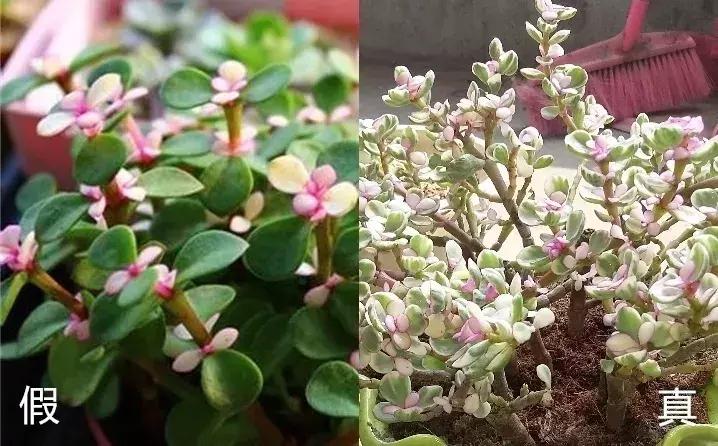 警惕这些诈骗新花招,这几种花有危险