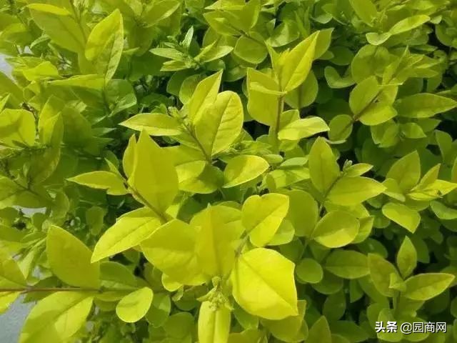 小色块苗的种植前景,色块杯苗什么品种用量大