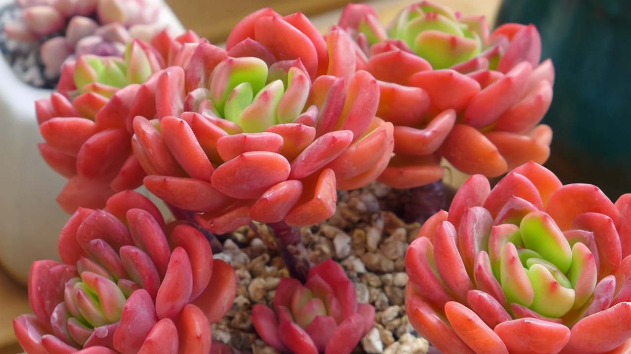 5种好看的多肉,多肉植物超好看白色