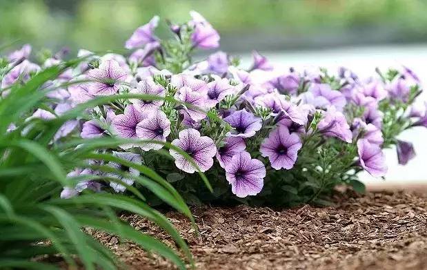 赏花时间表,赏花季节及图片