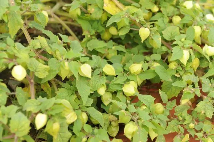 哥伦比亚龙珠果什么味道,哥伦比亚龙珠果外面可以吃吗