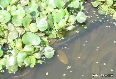 黄鳝产卵后会由雌变雄吗,黄鳝产卵后如何处理