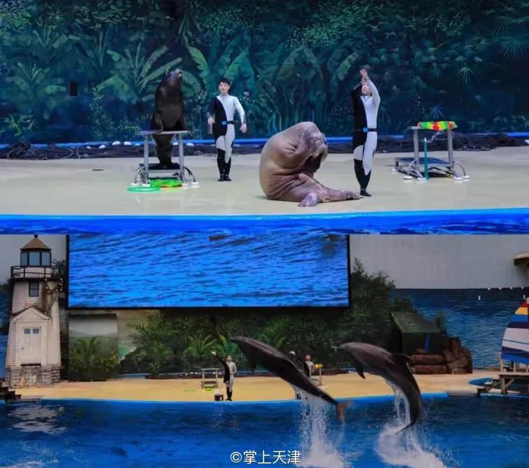天津海昌极地海洋世界年票,天津海昌极地海洋99票价真实性