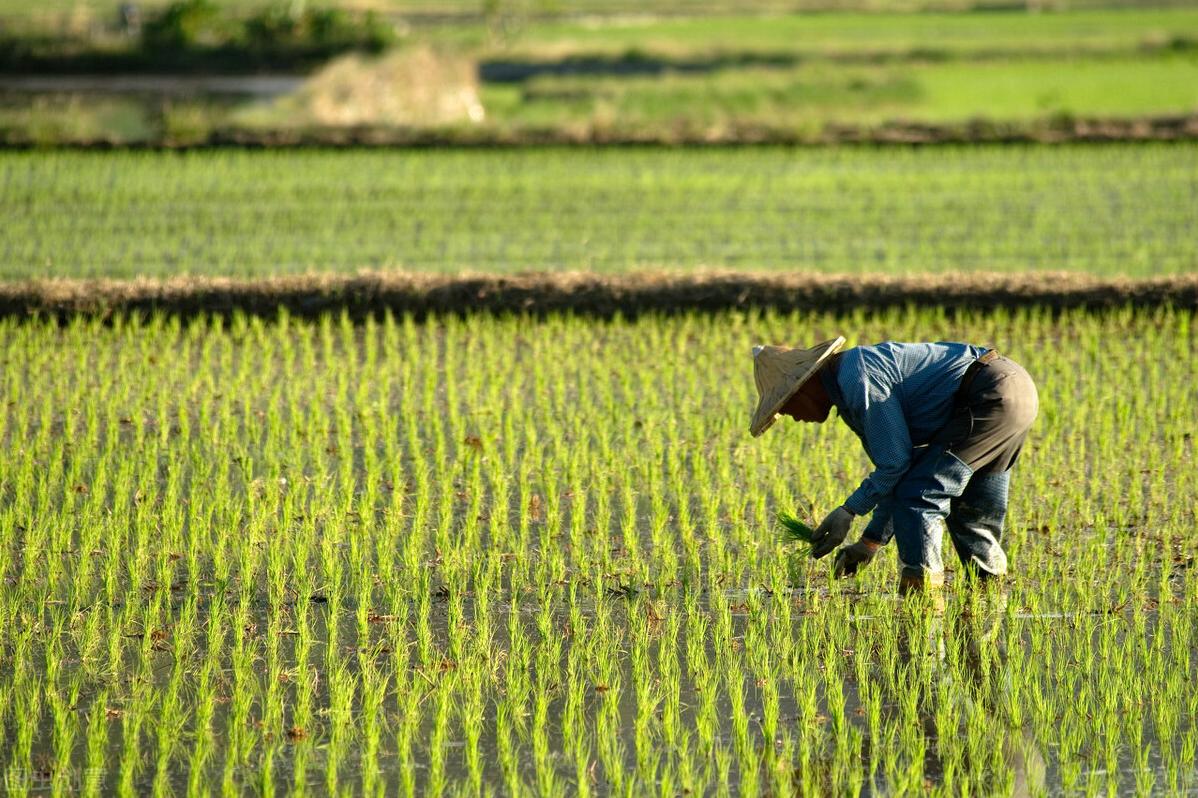 山区农村以后没人种地了怎么办,慢慢没人种地了农村的土地怎么办
