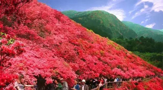 你真的了解江夏吗,简单介绍一下关于武汉