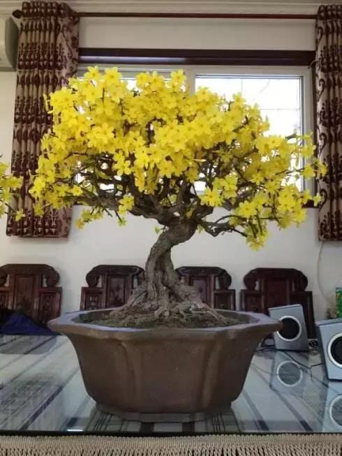 有没有啥特别好养又能开花的植物,几种开花漂亮又特别好养的植物