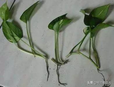 绿萝和绿萝养一起成活率是不是高,成活率高达90%的绿萝扦插方法