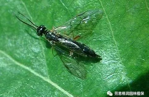 钻蛀性害虫防治最佳时期,园林常见鳞翅目害虫防治技术图片