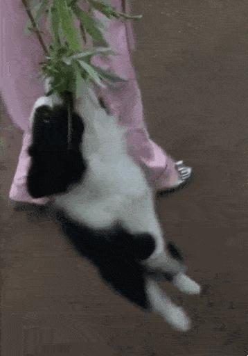 养纯种还是混血狗,养纯种狗