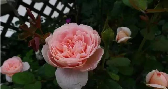 每天学习一点点花卉,100种常见玫瑰品种