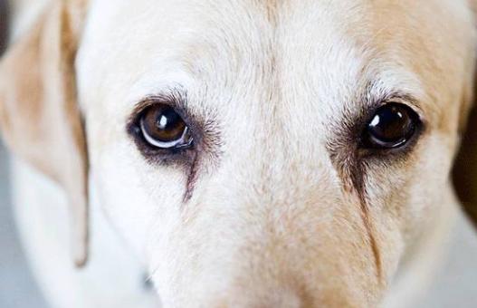 狗狗有泪痕要怎么可以彻底去除啊,狗狗泪痕怎么办
