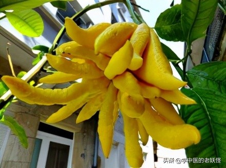 每日学习一味中药陈皮,每日学一味中药