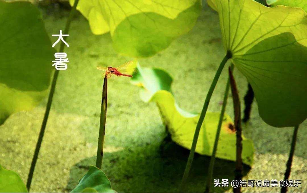 大暑愿你快乐常在,大暑愿你生命中有一场盛夏