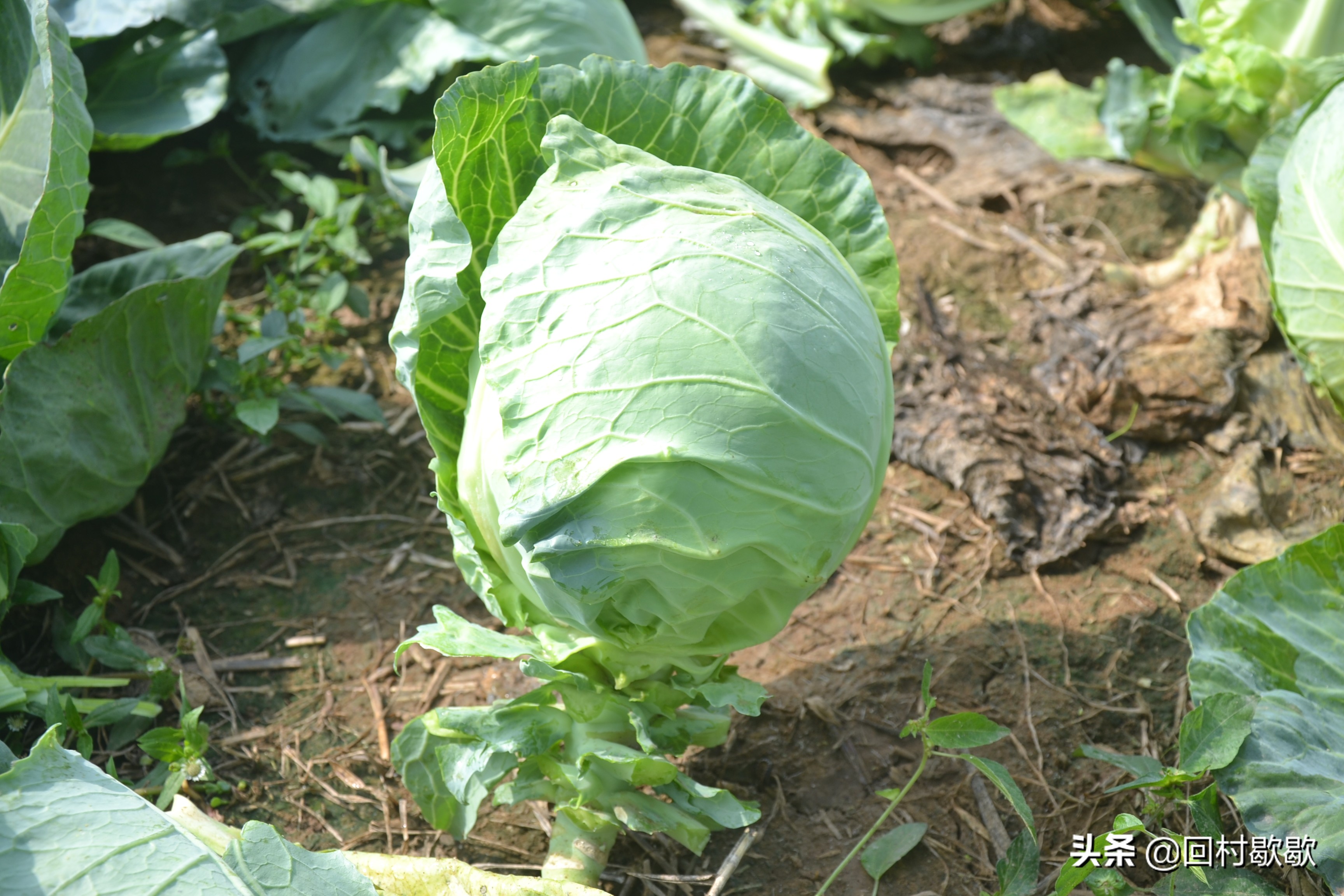 包头菜怎么处理,包头菜怎样储存冬天才能好吃