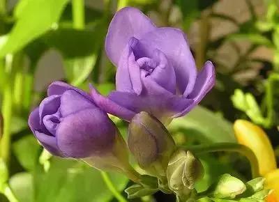 100种花的花语以及送花礼仪分享,100种花的名字和图片带花语