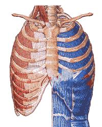 腹式呼吸锻炼身体,腹式呼吸能锻炼腰腹力量