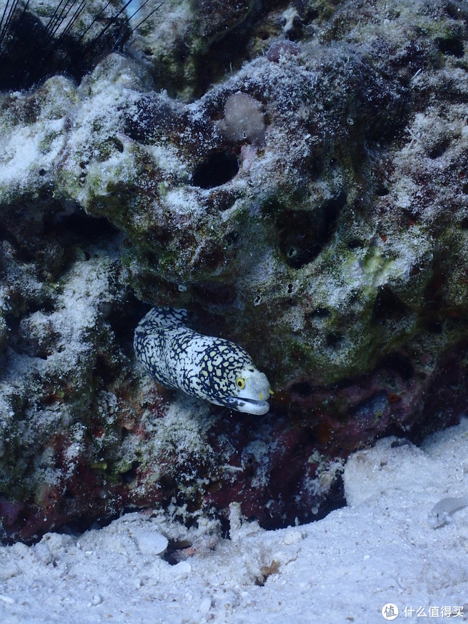 普吉岛aida考证,普吉padi潜水考证