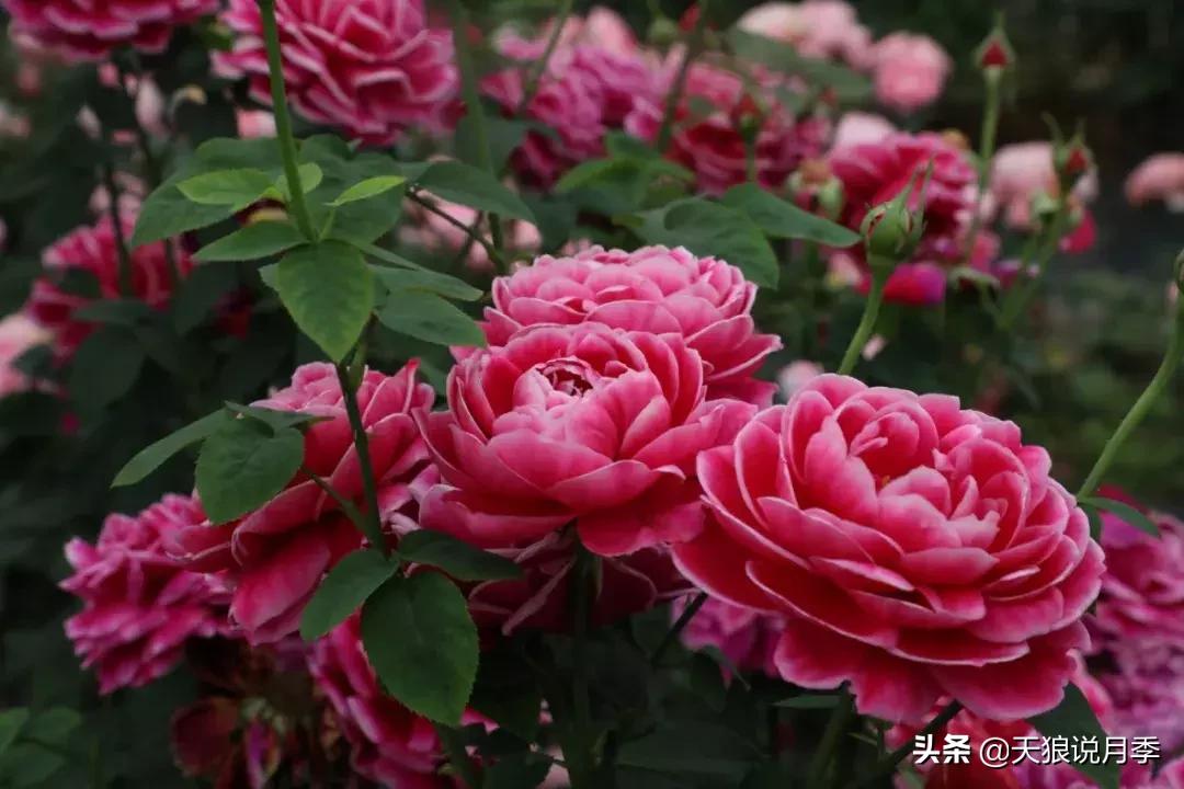 稀奇古怪的月季花,月季几款妖花