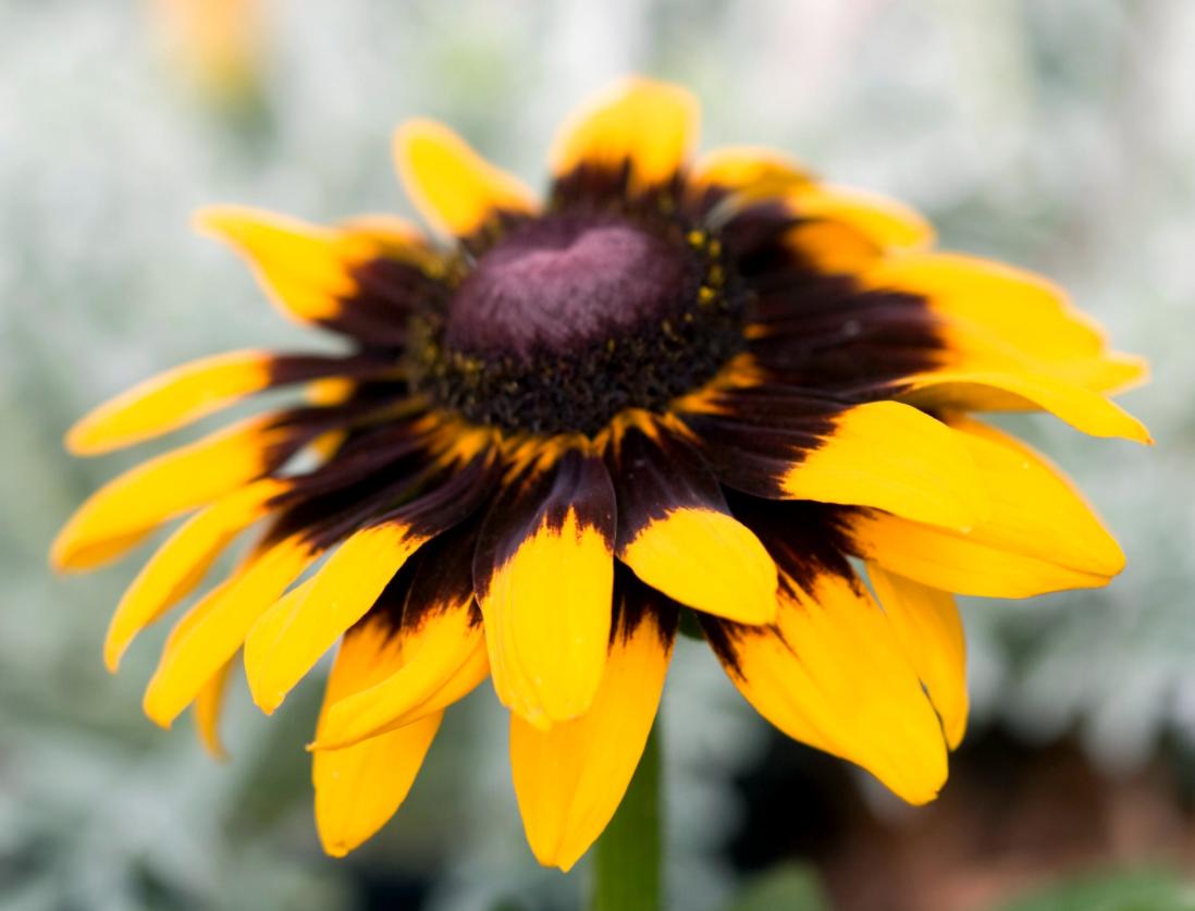 这种花居然叫“黑眼苏珊”？它是花园里最抢镜的主角