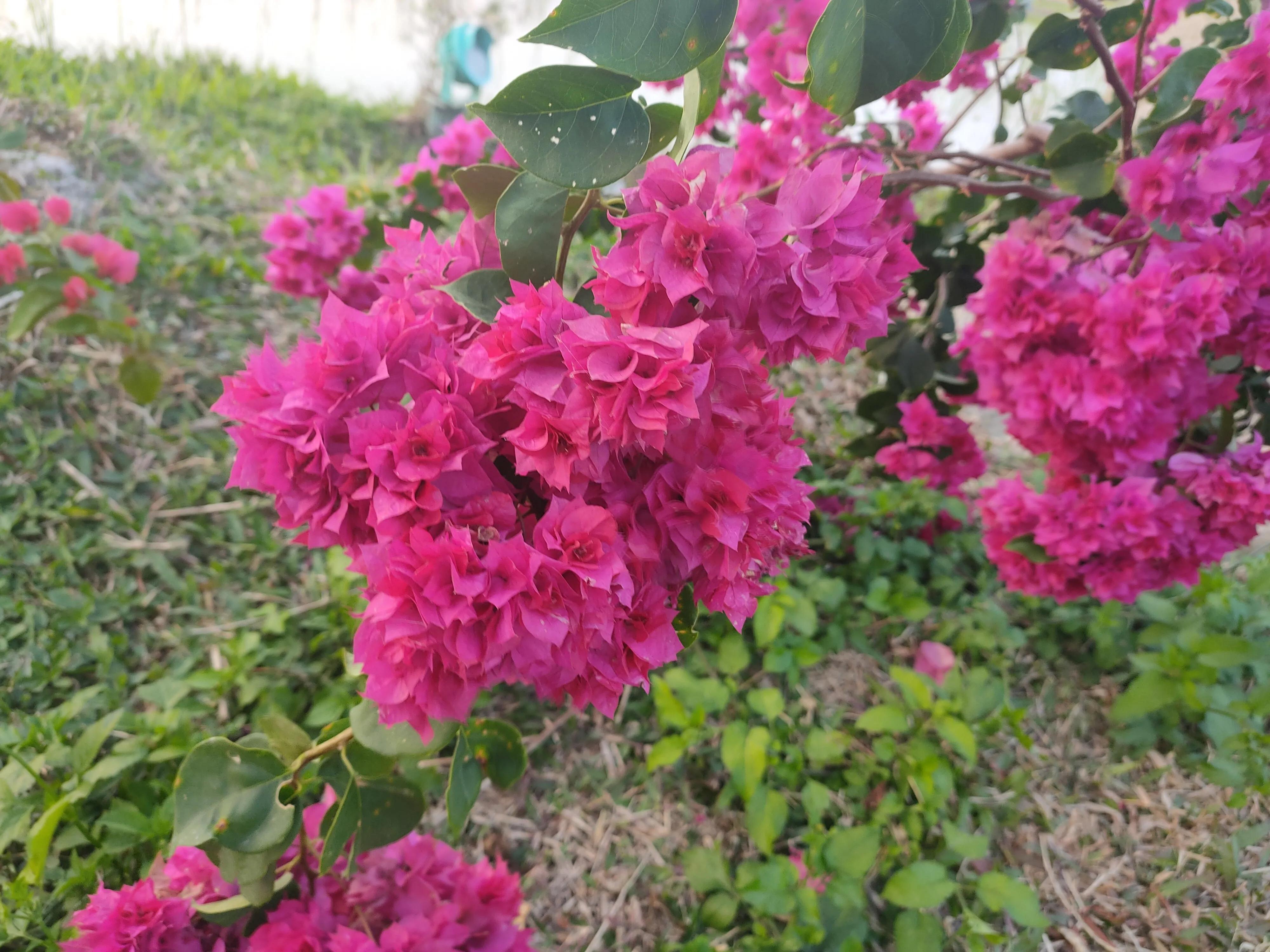 新大洲本田190r换后刹车总成,新大洲本田190r进藏可以吗