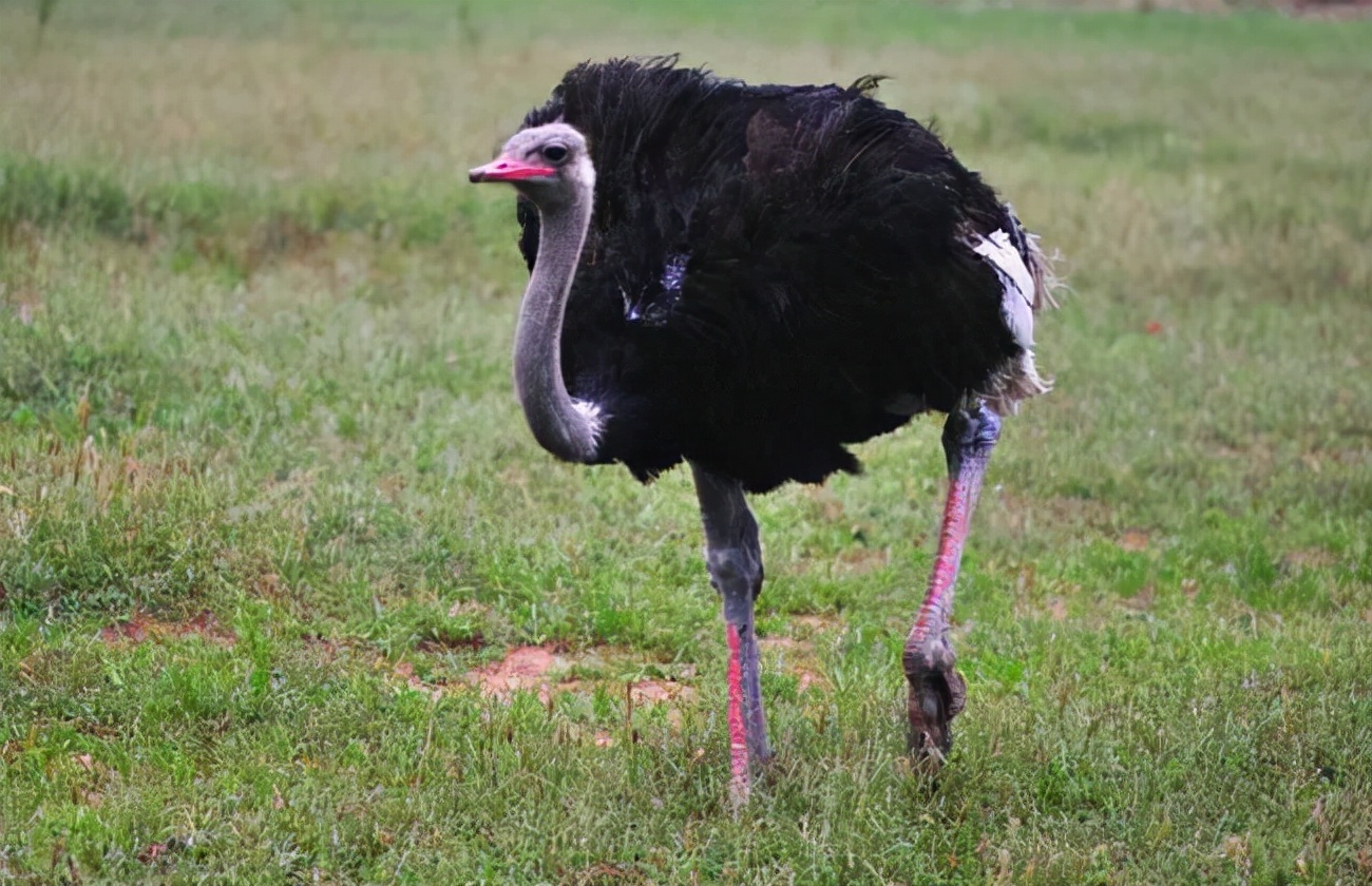 养殖鸵鸟致富,农村致富好帮手鸵鸟养殖
