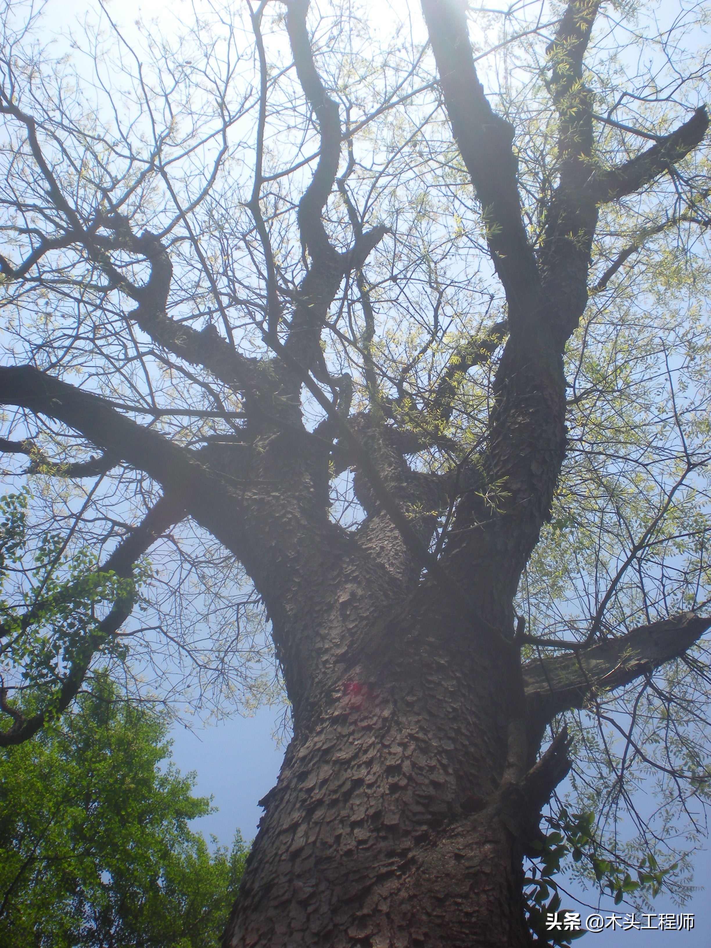 黄连木嫩叶怎么做菜,黄连木嫩芽吃法