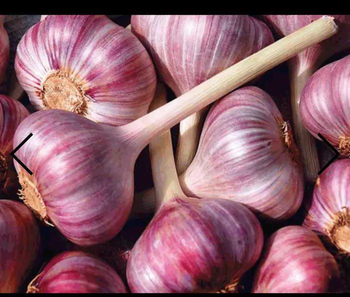 西山经解读,西山经图谱大全