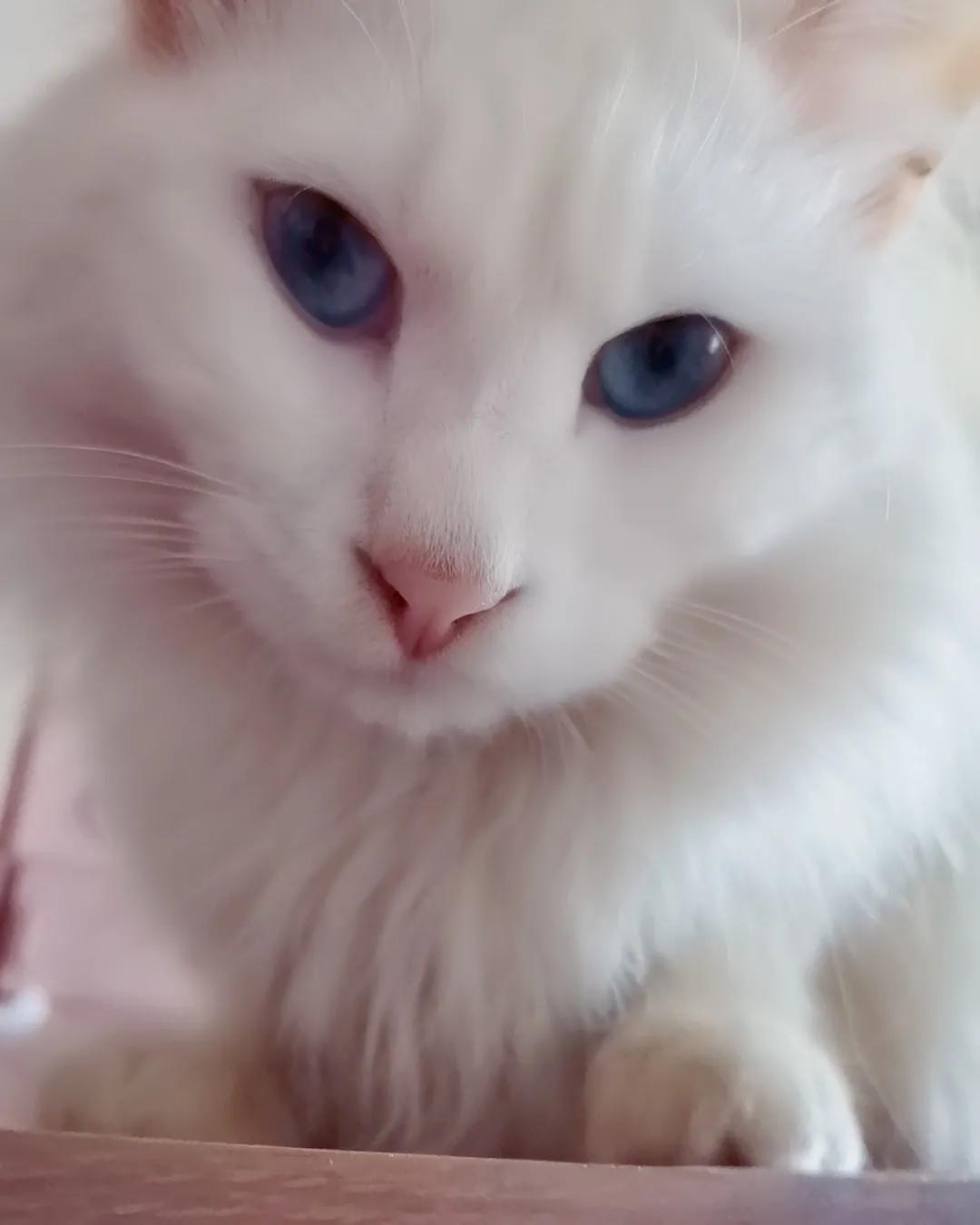 20元土猫,土猫能卖多少钱一只