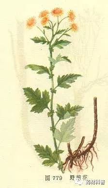 野菊花的四种用途有哪些,野菊花好处和坏处