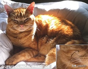 养猫问题解答视频教程,养猫问题解答