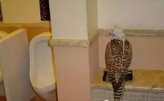 揭秘迪拜真实生活,国外生活真实记录迪拜