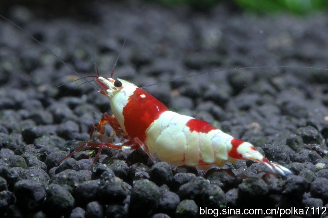 水晶虾产卵用单独饲养吗,水晶虾饲养视频教程