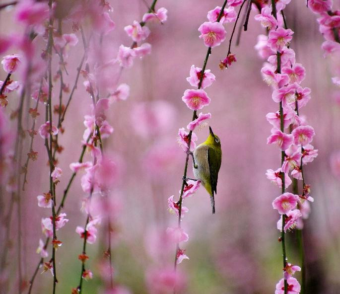 中国诗词大会董卿咏梅,诗词大会第四季第七场董卿开场白