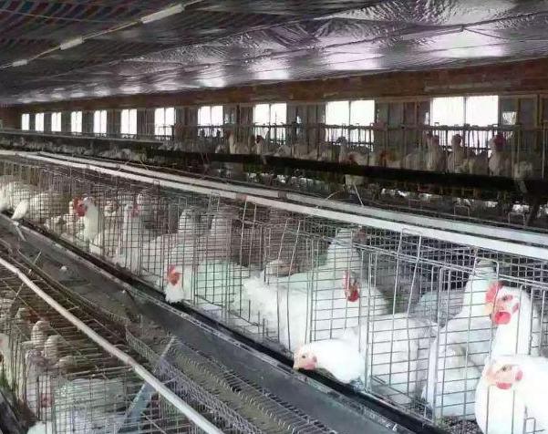 养鸡场的利润与成本真实,办养鸡场手续