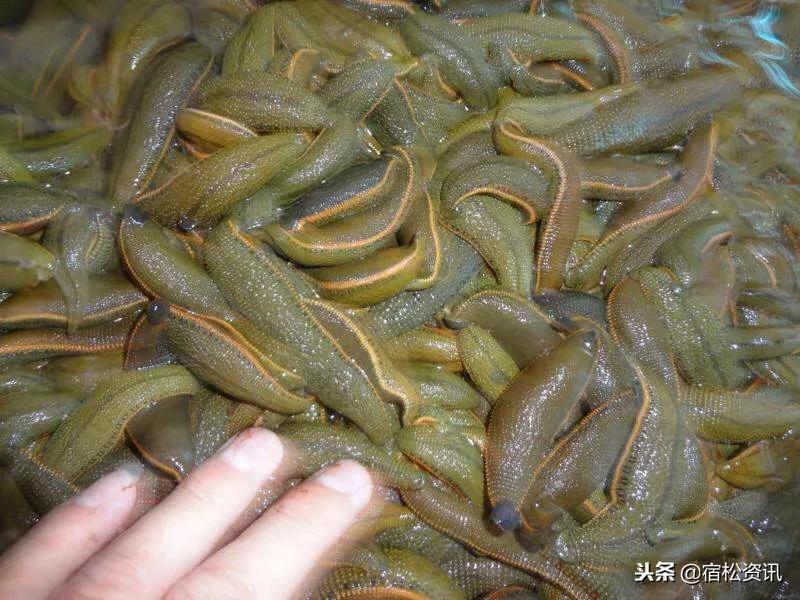 高效养殖蚂蝗,蚂蝗养殖致富经