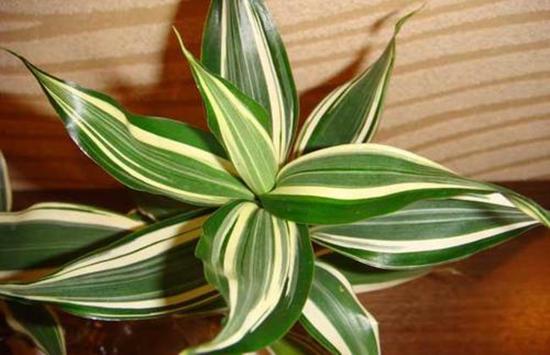 家养富贵竹用什么肥,家养富贵竹开花好吗