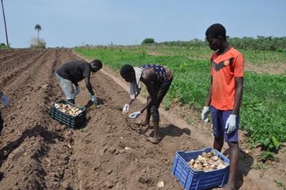 山药种苗繁殖技术,山药育苗留种技术